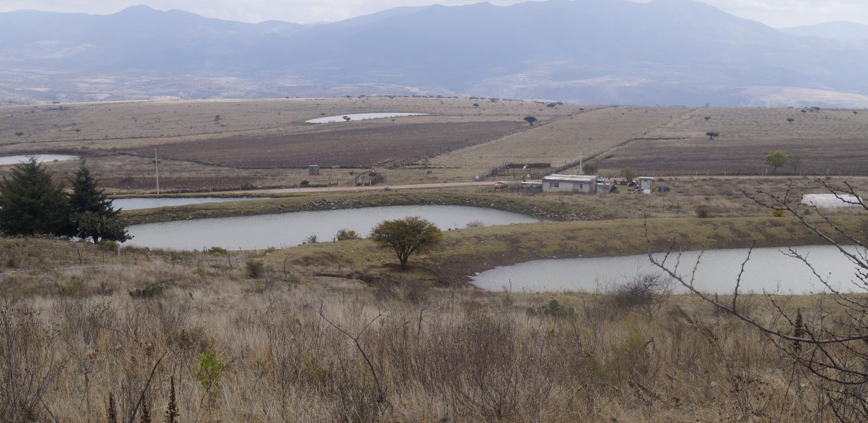 REFORESTAN ÁREA NATURAL PROTEGIDA DE SIERRA DE LOBOS | kuali